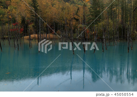 青い池 ( 日本 / 北海道 / 美瑛町 / 白金青い池 ) 青い池 ( 日本 / 北海道 / 美瑛町 / 白金青い池 ) 45050554