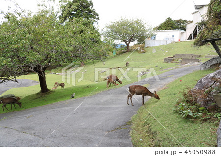 金華山黄金山神社、草を食む神の使いの鹿(ニホンジカ) 金華山黄金山神社、草を食む神の使いの鹿(ニホンジカ) 45050988