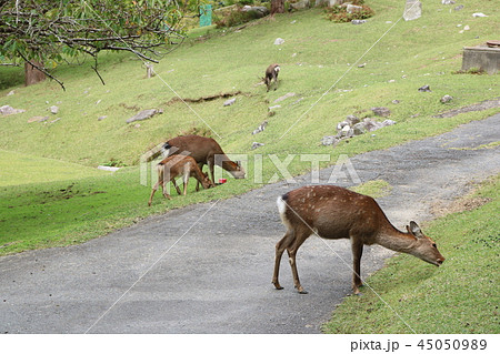 金華山黄金山神社、草を食む神の使いの鹿(ニホンジカ) 金華山黄金山神社、草を食む神の使いの鹿(ニホンジカ) 45050989