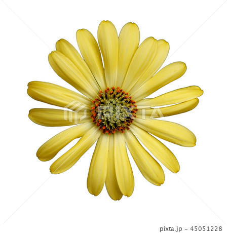 Flower of African daisy Flower of African daisy 45051228