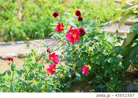 ダリアの花 45051507