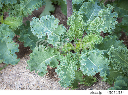 畑で栽培されているケール 畑で栽培されているケール 45051584