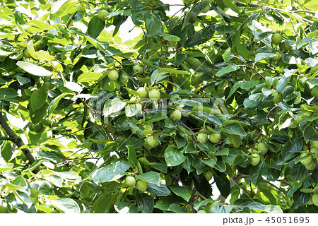 柿の実 柿の実 45051695