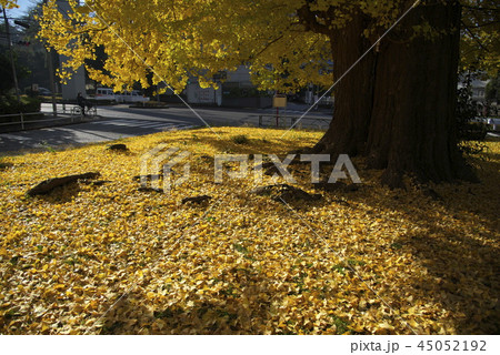 大きな銀杏と黄色い落ち葉 45052192