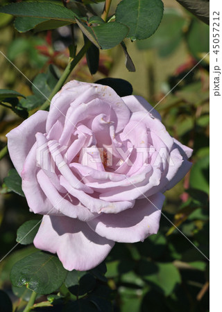 バラ（ブルー・ムーン） 45057212