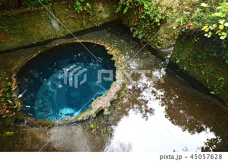 柿田川公園の秋は　静岡 45057628