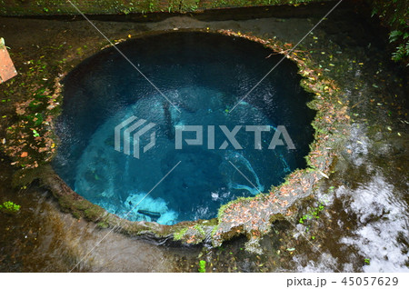 柿田川公園の秋は 静岡 柿田川公園の秋は 静岡 45057629