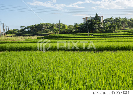 green paddy farm 45057881