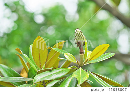 緑のタイサンボクの実 緑のタイサンボクの実 45058007