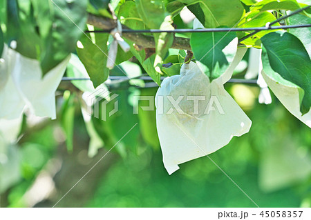 袋掛けされたナシの実 45058357