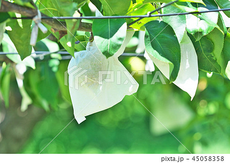 袋掛けされたナシの実 45058358