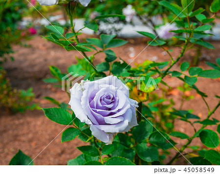 50 青龍 バラ 最高の花の画像