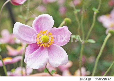 淡いピンクのシュウメイギクの花 45059032
