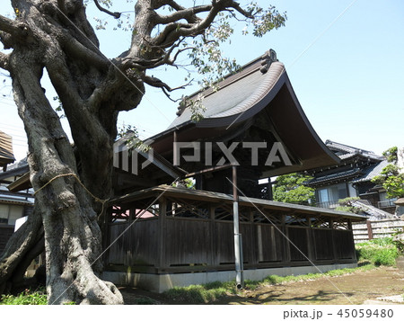 柏市の将門神社（本殿と御神木） 45059480