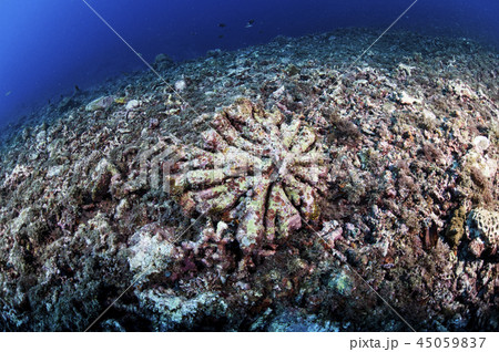 石垣島にて地球温暖化による海水温の上昇とサンゴの白化現象の写真素材