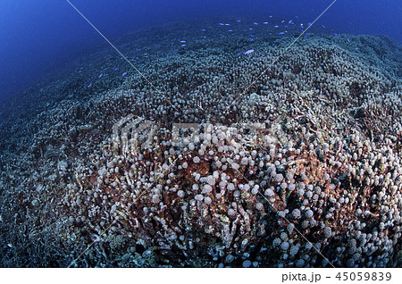 石垣島にて地球温暖化による海水温の上昇とサンゴの白化現象の写真素材