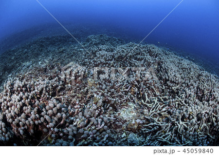 石垣島にて地球温暖化による海水温の上昇とサンゴの白化現象 石垣島にて地球温暖化による海水温の上昇とサンゴの白化現象 45059840