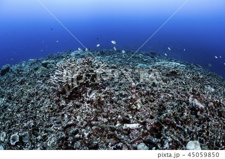 石垣島にて地球温暖化による海水温の上昇とサンゴの白化現象 石垣島にて地球温暖化による海水温の上昇とサンゴの白化現象 45059850