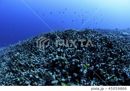 石垣島にて地球温暖化による海水温の上昇とサンゴの白化現象 石垣島にて地球温暖化による海水温の上昇とサンゴの白化現象 45059866
