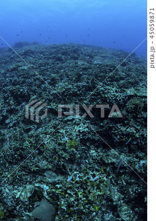 石垣島にて地球温暖化による海水温の上昇とサンゴの白化現象 石垣島にて地球温暖化による海水温の上昇とサンゴの白化現象 45059871