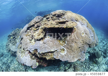 石垣島にて地球温暖化による海水温の上昇とサンゴの白化現象の写真素材