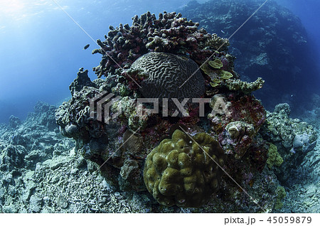 石垣島にて地球温暖化による海水温の上昇とサンゴの白化現象の写真素材