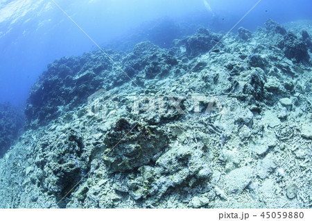 石垣島にて地球温暖化による海水温の上昇とサンゴの白化現象 石垣島にて地球温暖化による海水温の上昇とサンゴの白化現象 45059880
