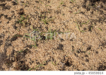 ホウレンソウの発芽 45059914
