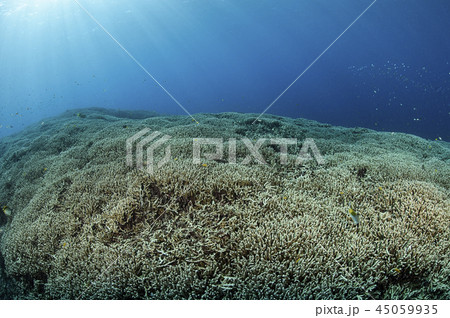 石垣島にて太陽を浴びる綺麗なサンゴ礁 石垣島にて太陽を浴びる綺麗なサンゴ礁 45059935