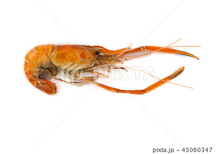 grilled shrimp isolated on white background 45060347