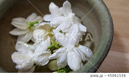 フレーバーティー 花茶 ジャスミン 45061556