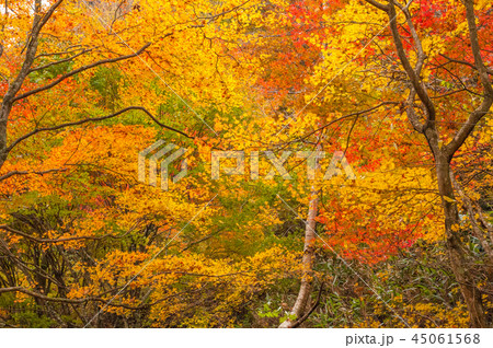 深山の錦秋 小田深山渓谷の紅葉の写真素材