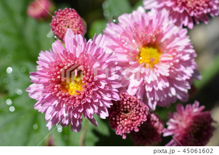 秋の花素材、小菊 秋の花素材、小菊 45061602
