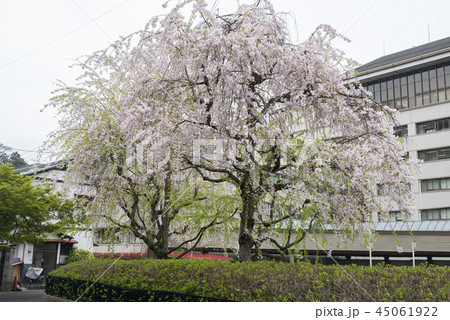桜 さくら サクラ 45061922