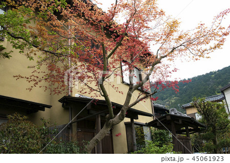 桜 さくら サクラ 45061923