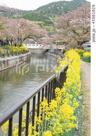 桜 さくら サクラ 45061929