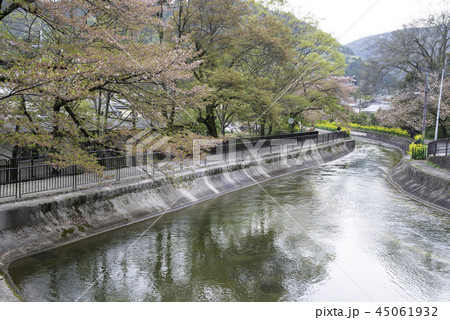 桜 さくら サクラ 45061932