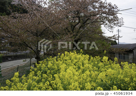桜 さくら サクラ 45061934