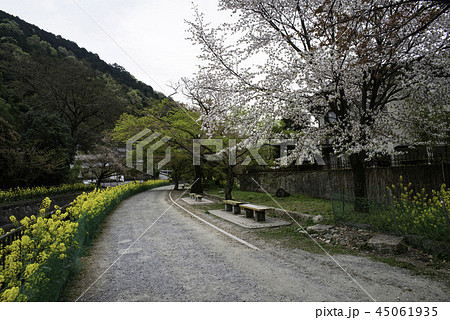 桜 さくら サクラ 45061935