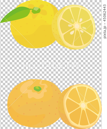 Dumplings & orange slices 45062443