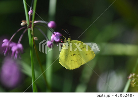 北黄蝶とラッキョウの花 45062487