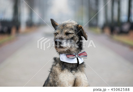 Mini Irish Wolfhound on an overcast day Mini Irish Wolfhound on an overcast day 45062588