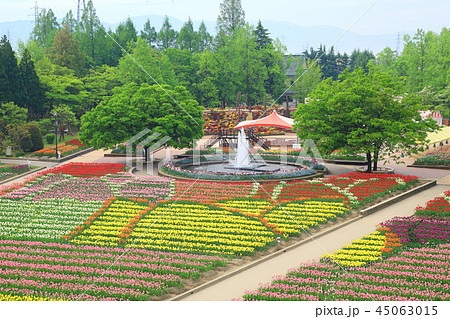 となみチューリップフェア 45063015