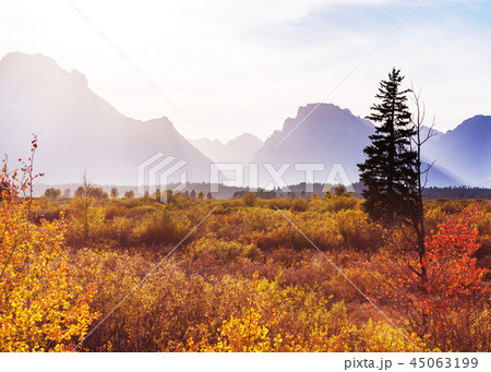Autumn in Grand Teton Autumn in Grand Teton 45063199