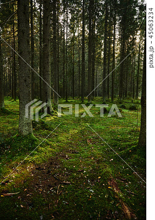 Path through a pine forest 45063234