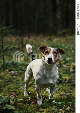 Dog standing on path 45063284