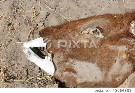 Dead cow medium close up Dead cow medium close up 45064303