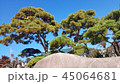 松 岩 石 45064681