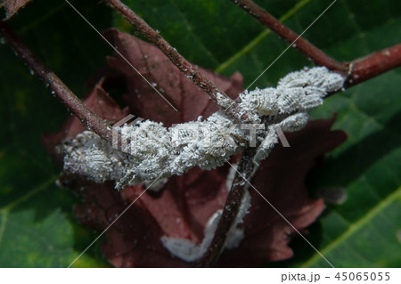 Close up of Pseudococcidae. Close up of Pseudococcidae. 45065055