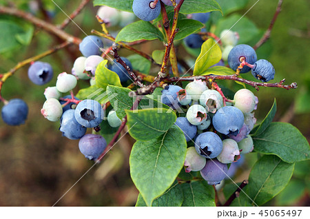 Bog whortleberry (Vaccinium uliginosum). Bog whortleberry (Vaccinium uliginosum). 45065497